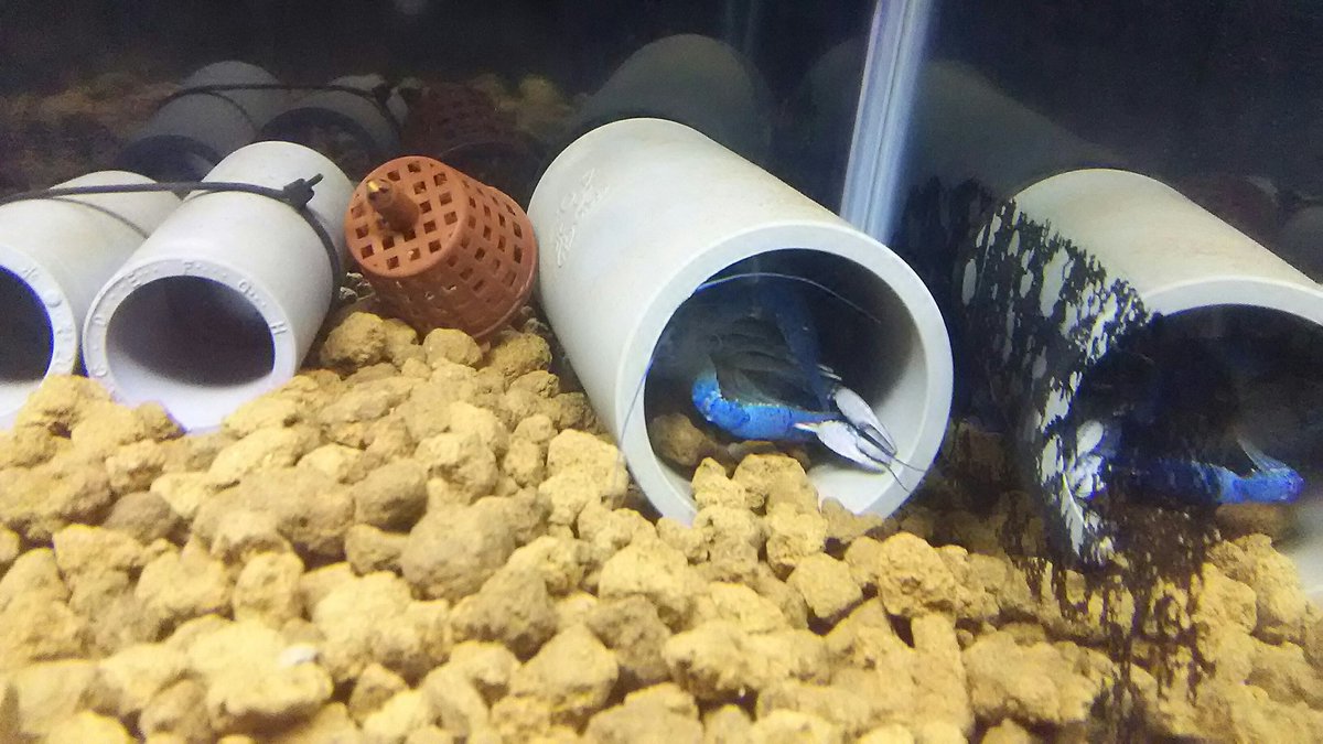 catemacoensis's tweet photo. electric Blue...
このサイズの塩ビが
ザリガニの交尾に最適なサイズですね〜☆
#ザリガニ
#Procambarus #alleni https://t.co/92q912Wdup