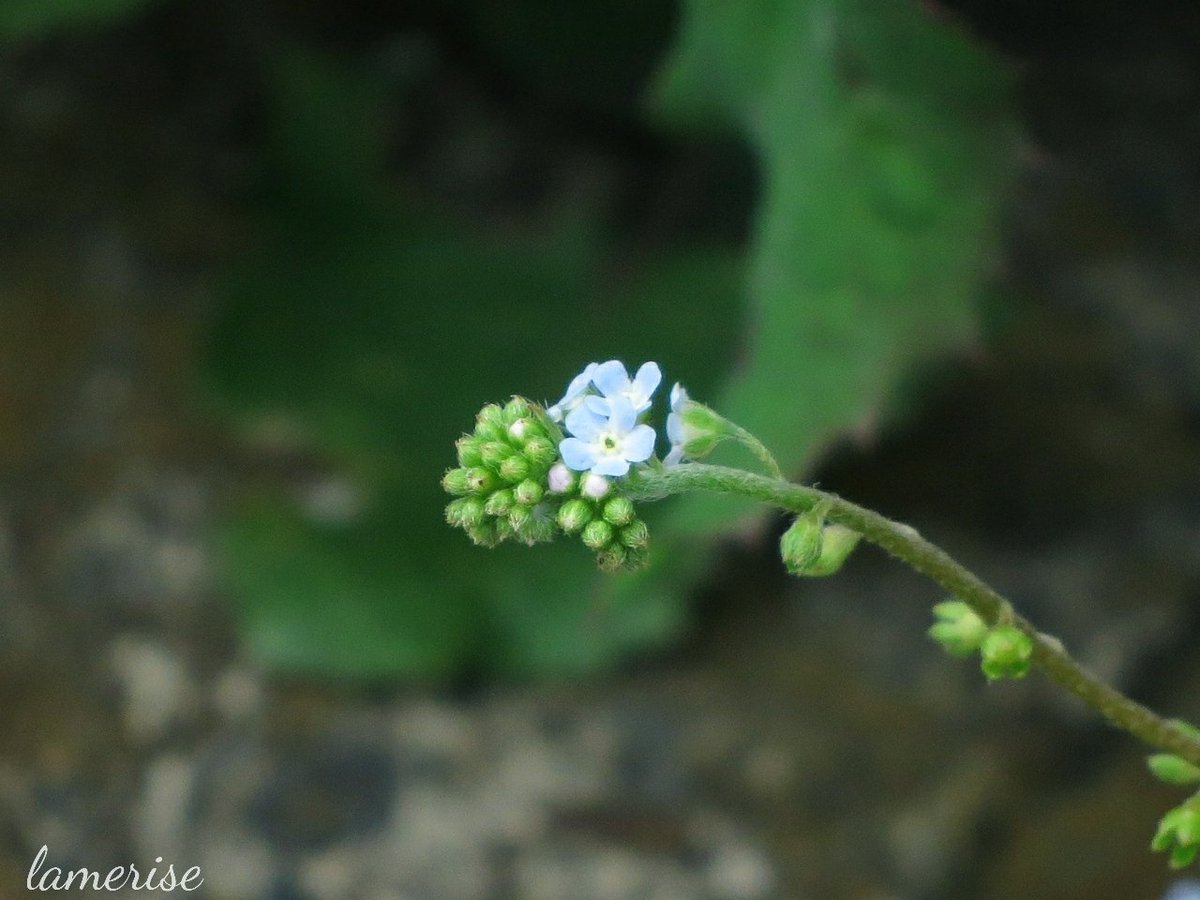 Uzivatel Lamerise Photo Na Twitteru 青い小さな花がかわいらしい胡瓜草 茎や蕾は細かな産毛で覆われて ほわほわしています 胡瓜草 キュウリグサ 花 花写真