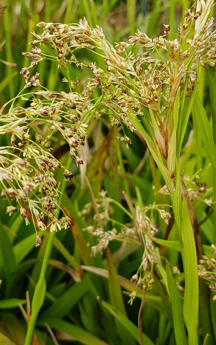 #luzula #woodrush Luzula Starmaker has been very popular this year. Superb in #shade #shadeplants #plantsforliving #springtime #grasses
