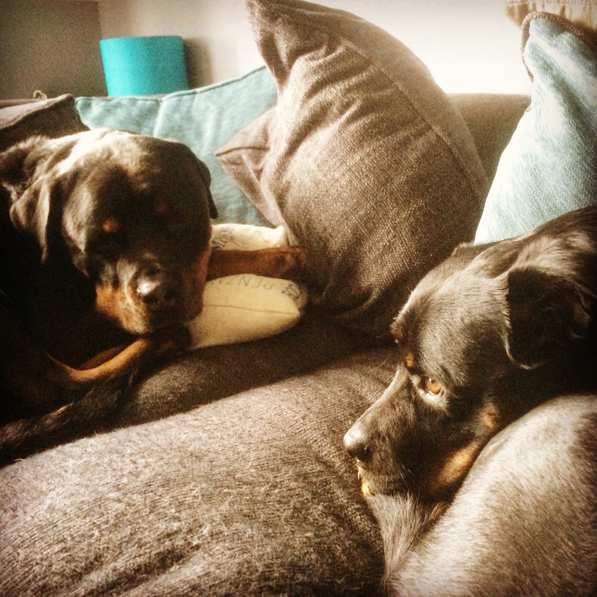 Kaiser and I are having a sofa day. #sofasunday #sundayfunday #relaxingsunday #relaxeddog #rescuedog #sofadog #rottweiler #rottweilers_of_instagram #rottiefanclub #petsofinstagram #dogoftheday #DogsofTwitter