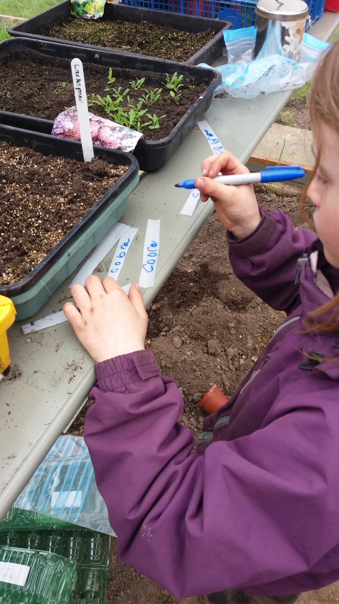 Inspired by <a href="/AdamHenson/">Adam Henson</a> and <a href="/LiveHapperley/">LiveHapperley</a> 
Busy planting seeds for the summer veg patch. Have also planted lots of flowers for #pollinators 
Labels re-used from old milk bottle!
@OaksFed <a href="/NewForestSussed/">Sussed in the Forest</a>