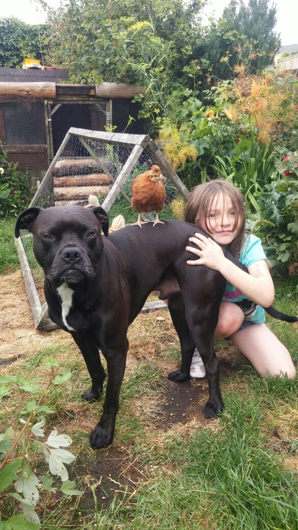 rezner's tweet photo. Things you do for your kids. #ripmeep #petchicken https://t.co/qsSFDkyzRR