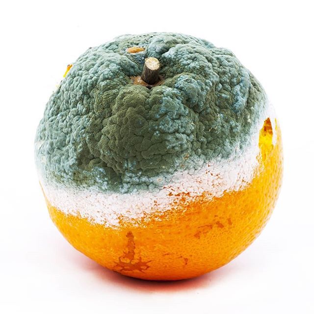 Gross, right? We don’t need to get to this point. 45% of all fruits and vegetables produced every year are thrown in the trash.

Don’t let your food be another statistic. Be a #ZeroHunger hero by making #NotWasting your way of life. #foodwaste