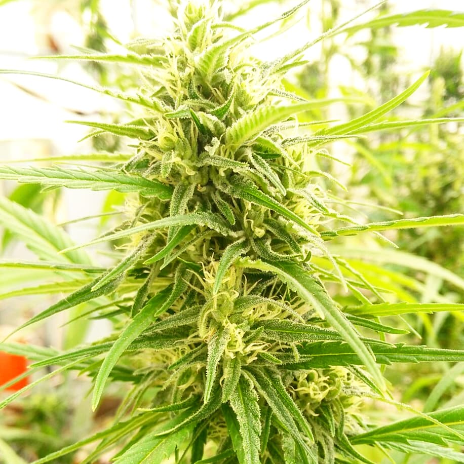 Biocanapa's tweet photo. La Nostra Selezione di #Finola..#staytuned #canapa #cannabis #hemp #weed #cannabislight #cannabislegale #weed🍁 #cannabisculture #canapalight https://t.co/nzpt7PPYTo