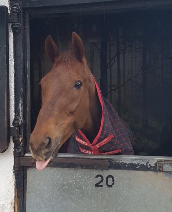 DavidPipeRacing's tweet photo. Mr Big Shot & Vieux Lion Rouge feeling very pleased with themselves this morning!! A great win @AintreeRaces by Mr Big & very proud of VLR for 3 top 10 finishes in the last 3 Grand Nationals especially after getting quite badly hampered. #happyhorses #aintree2018 https://t.co/rzOCpjF497