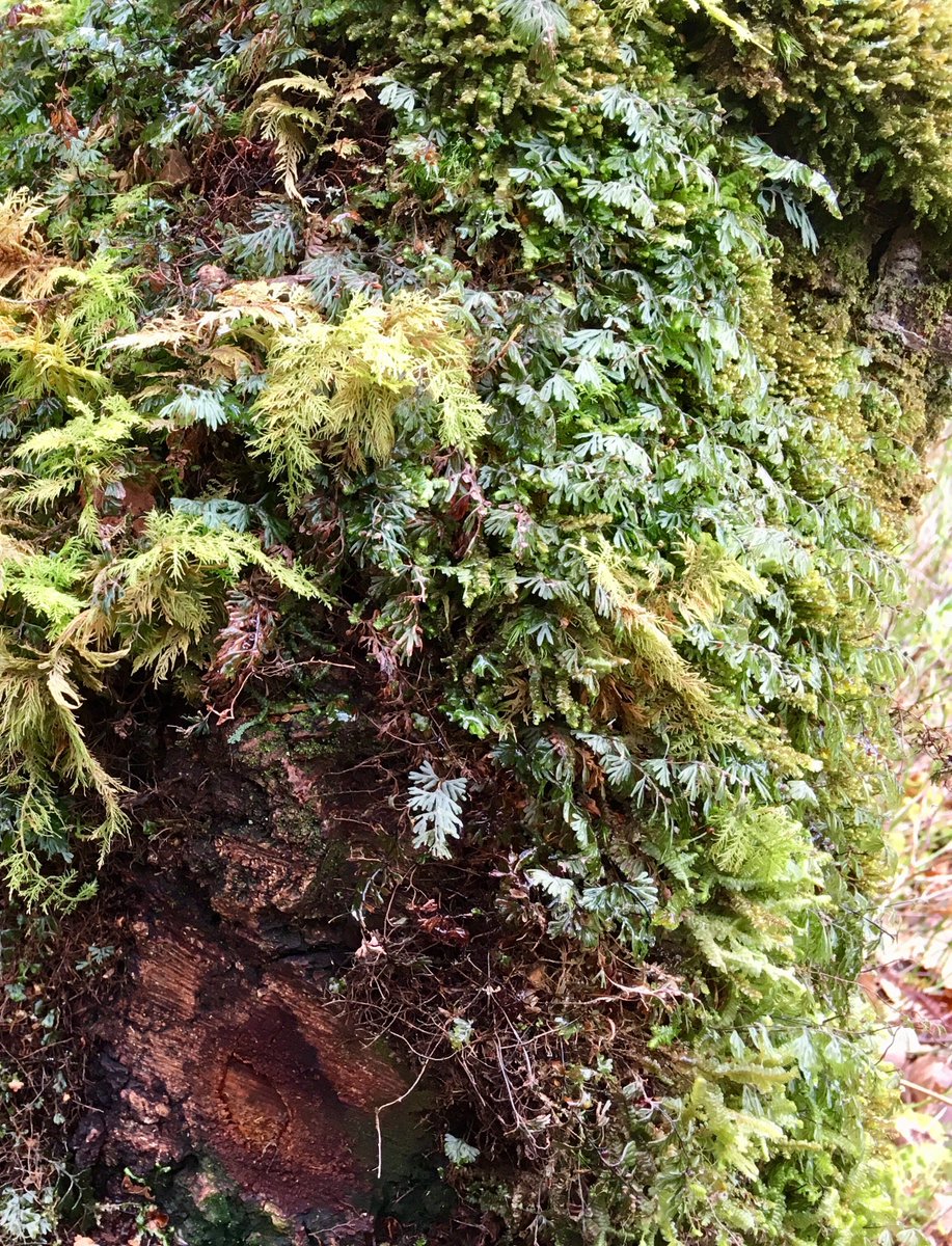 🏴󠁧󠁢󠁷󠁬󠁳󠁿 Pengwern: Self-catering. B & B. tweet media