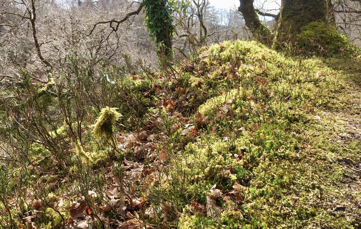 🏴󠁧󠁢󠁷󠁬󠁳󠁿 Pengwern: Self-catering. B & B. tweet media