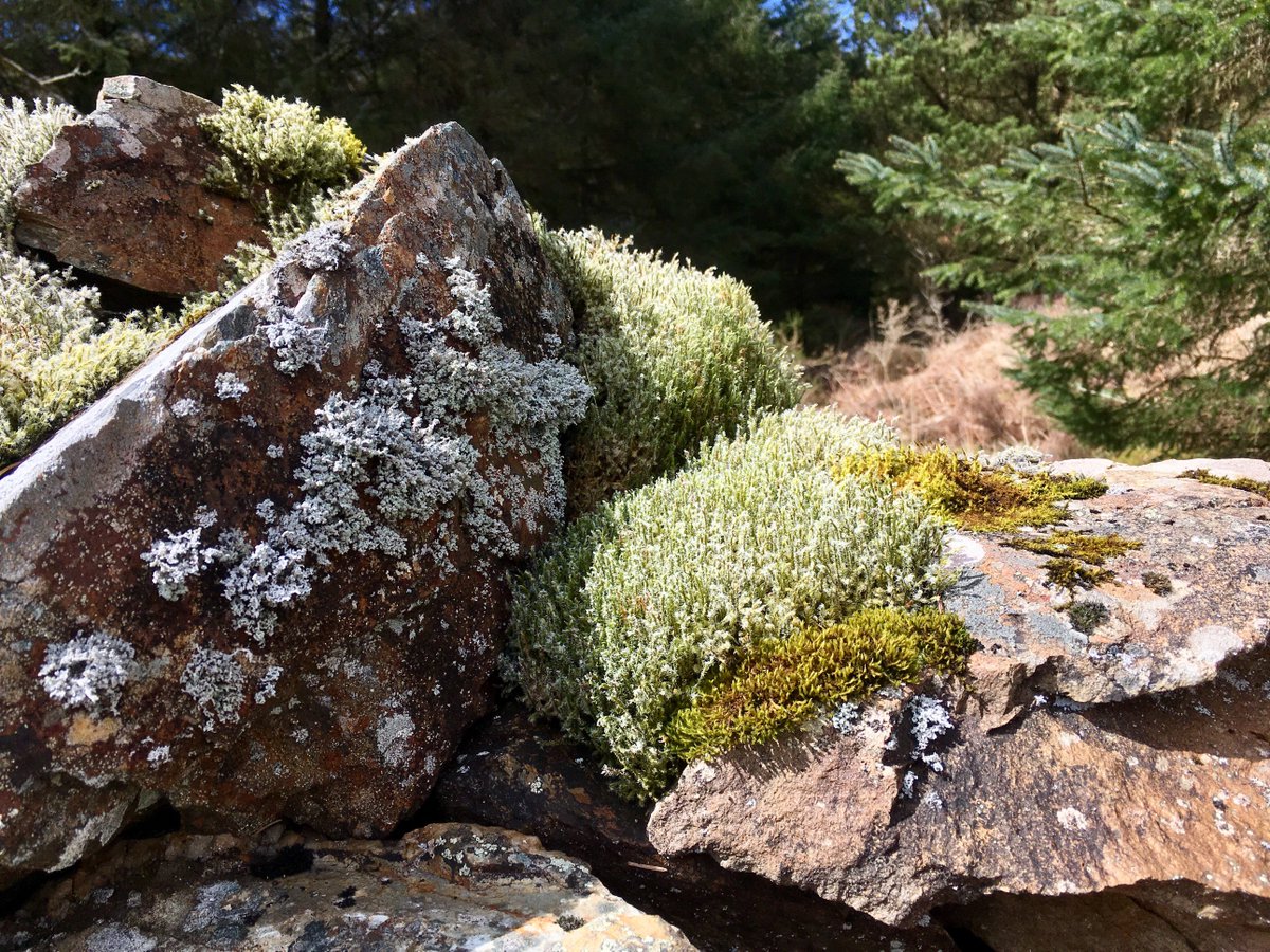 ..botanist for a day! Wonderful walk in a Welsh Celtic Rainforest. 
Tunbridge Filmy Fern, Tree lungwort and something we called fuzzy moss!
Diolch:Cymdeithas Eryri <a href="/Snowdonia_Soc/">Cymdeithas Eryri / Snowdonia Society</a>
&amp; @CoedCadw @WoodlandTrust

<a href="/Love_plants/">Plantlife</a> <a href="/BSBIbotany/">BSBI: Botanical Society of Britain & Ireland</a> <a href="/wildflower_hour/">wildflowerhour</a> <a href="/PlantlifeCymru/">Plantlife Cymru</a> <a href="/PlantlifeScot/">Plantlife Scotland</a>
