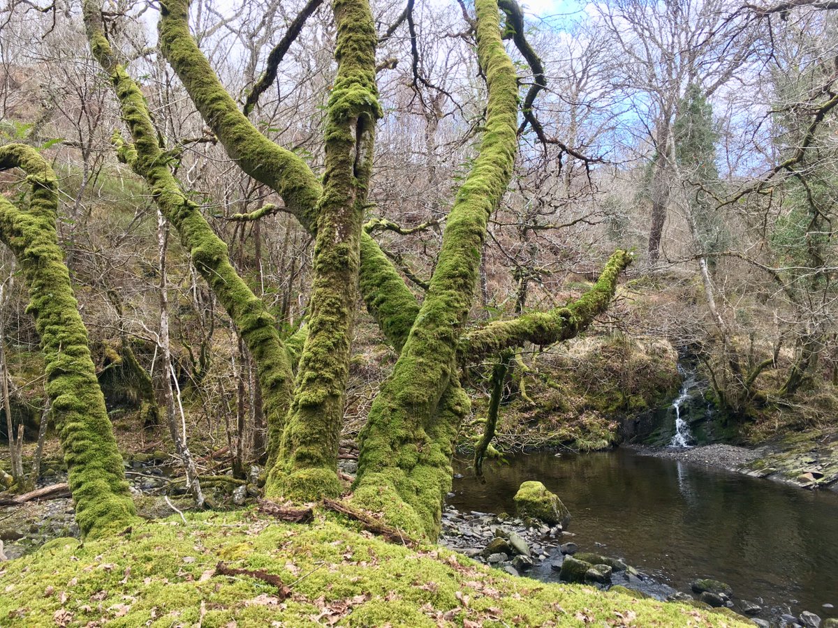 🏴󠁧󠁢󠁷󠁬󠁳󠁿 Pengwern: Self-catering. B & B. tweet media