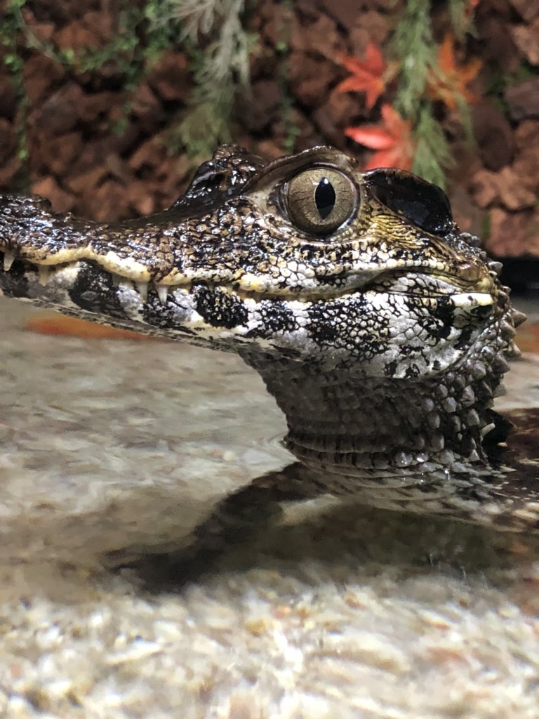 Caiman 世界一可愛いワニだと思ってる ブラジルカイマン T Co 7qf5p4xmxr Twitter
