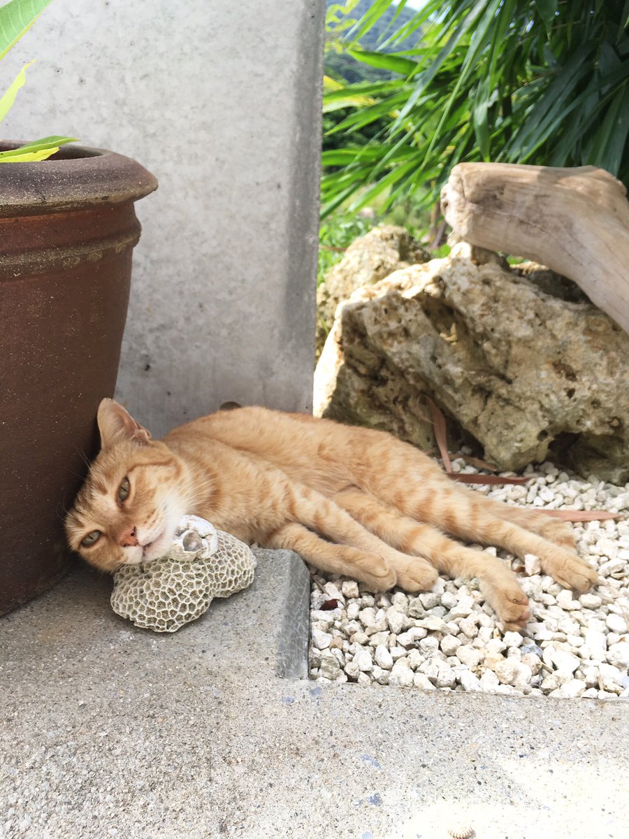 かつう農園🇺🇾 tweet media