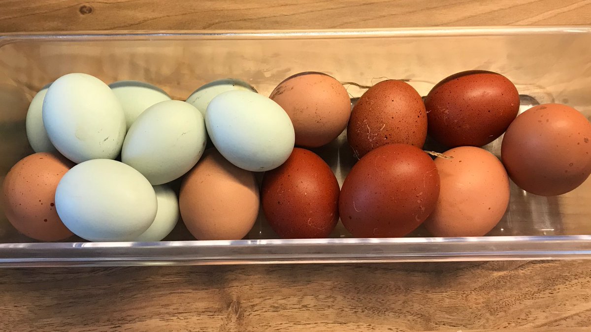 TanyaChurchill's tweet image. Love the variety of egg colours our girls are laying! #BackyardChickens #colouredeggs