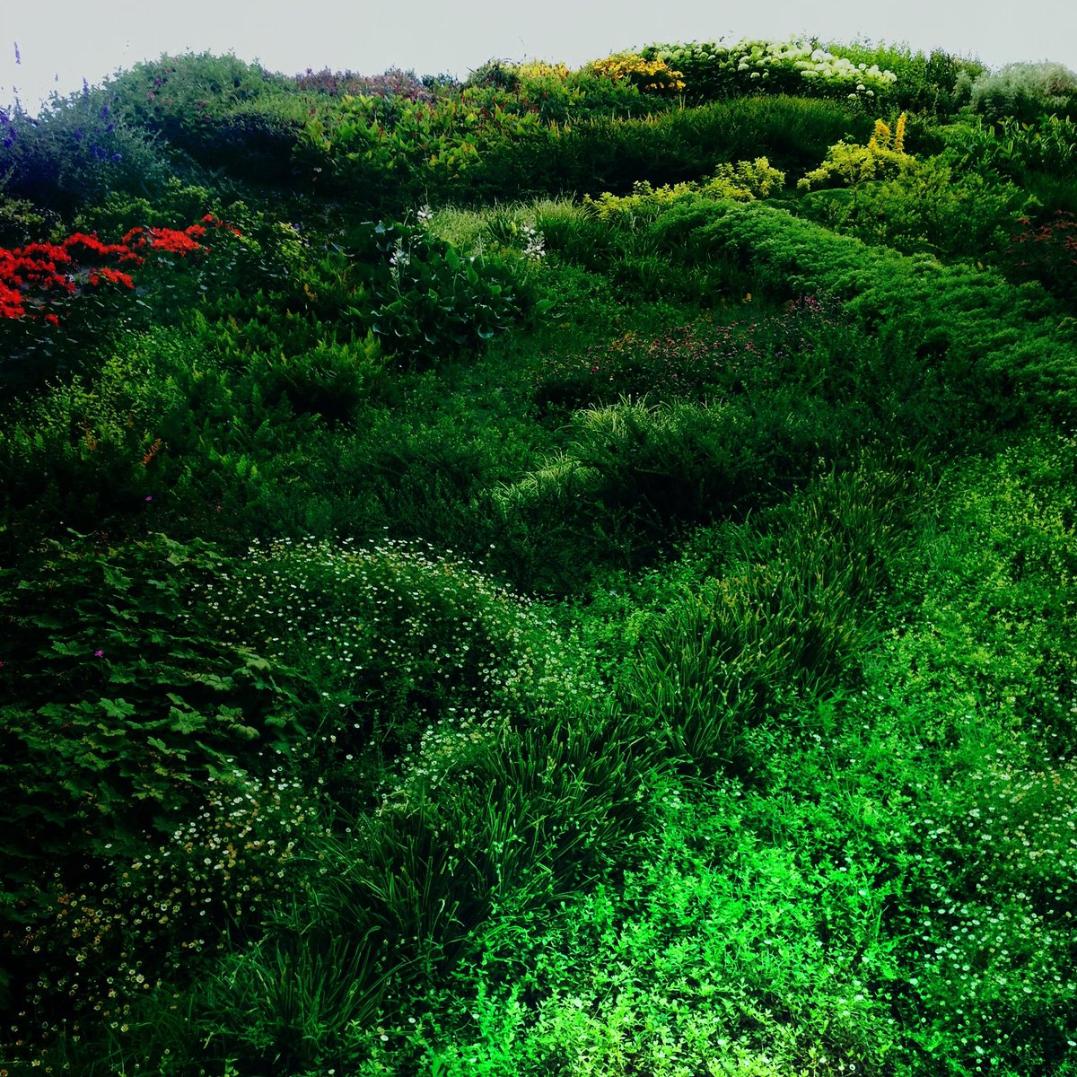 Noritrix's tweet photo. "Se ha desbocao la primavera..."
(Robe Iniesta)
#Noritrix #fotografia #spring #flores #look #flower #green #verde #primavera #amazing #despertar #misociaesunicono #artist #blue #observar #observe #curiosidad #curiosity #extremoduro #robertoiniesta #robe #cancion #music #song https://t.co/VleDOCftnq