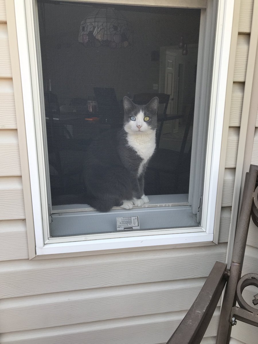 xPepper_The_Cat's tweet photo. My cute sister https://t.co/nVZGqmHyFj