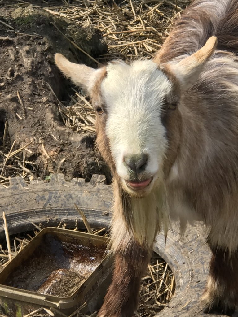 JulieCovell's tweet photo. The mineral block is going down well #pygmygoats #dirtyfaces #yumyum https://t.co/LjYrW4ECvN