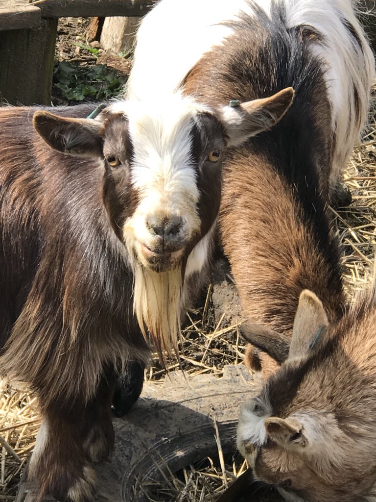 JulieCovell's tweet photo. The mineral block is going down well #pygmygoats #dirtyfaces #yumyum https://t.co/LjYrW4ECvN