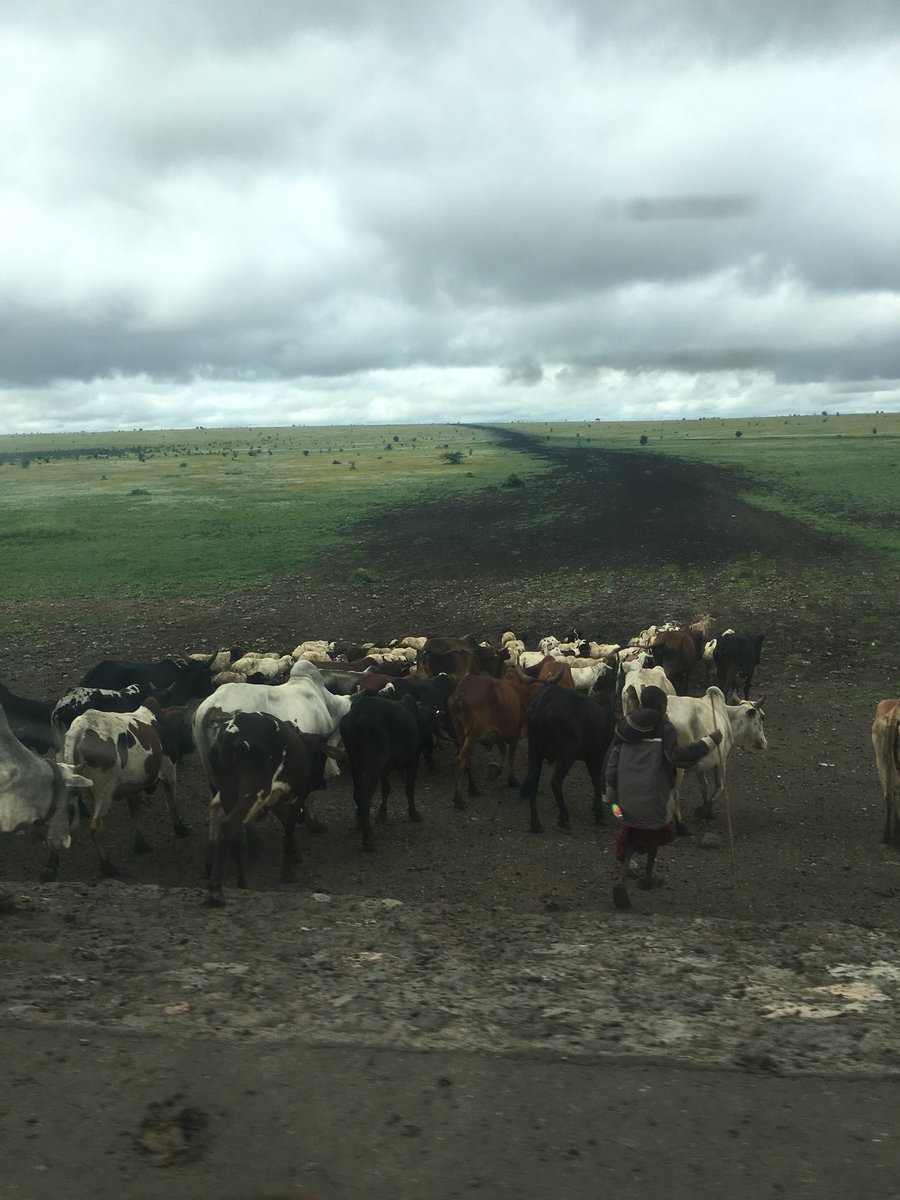 OLHCdow's tweet photo. We have arrived in Tanzania and are enjoying the first part of our journey, getting to experience some African culture and see some animals. https://t.co/5zc2OvTxPj