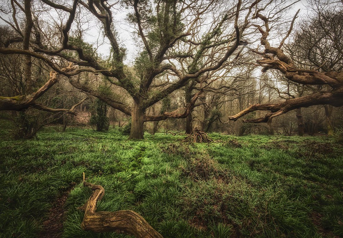 Jeff_ElmStudio's tweet photo. A spooky Borthwood Copse. Full details can be found here: https://t.co/C1glk288na

#microfourthirdsgallery
#appicoftheweek https://t.co/yen70HSRze