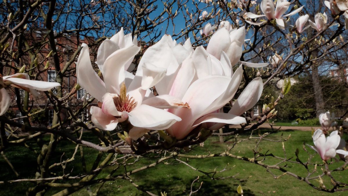 ClarenceHouse's tweet photo. To celebrate the @QueensCanopy project, we've been taking a look at the beautiful trees growing in the Clarence House Garden - Follow our Instagram story for more.
Tomorrow a documentary about the project, #QueensGreenPlanet, will be broadcast on @ITV at 9pm. https://t.co/6eh5pG1Q3D