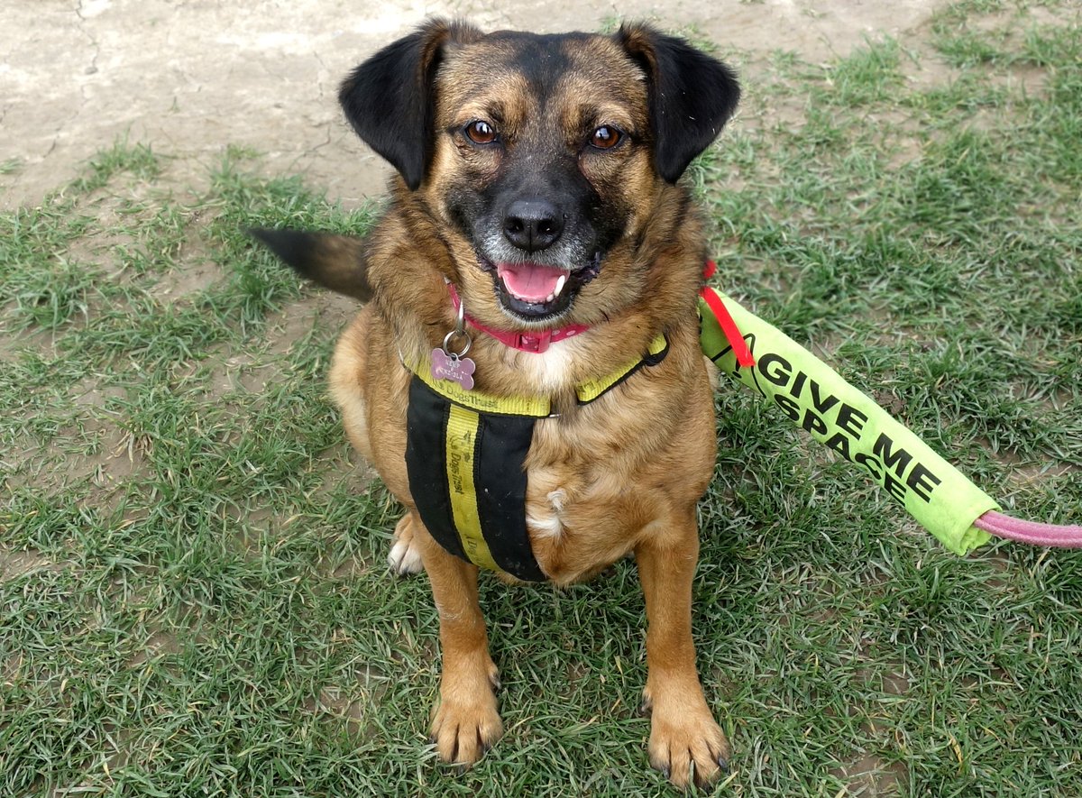 small medium dogs for adoption