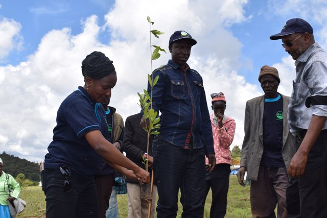 This is how it is done!!!
The Chief Executive Officer, Ms. Evelyn Lusenaka, Planting tree at Mau Forest Likia on the 13th April 2018 #treeforlife
<a href="/AmuyunzuP/">Patrick amuyunzu</a> <a href="/sinocaro/">Caroline Sino</a> <a href="/Caljerryguy/">Sir guy tan</a> @Greenerkenya <a href="/EcoMazingira/">Cyprian,is_Gichana</a>