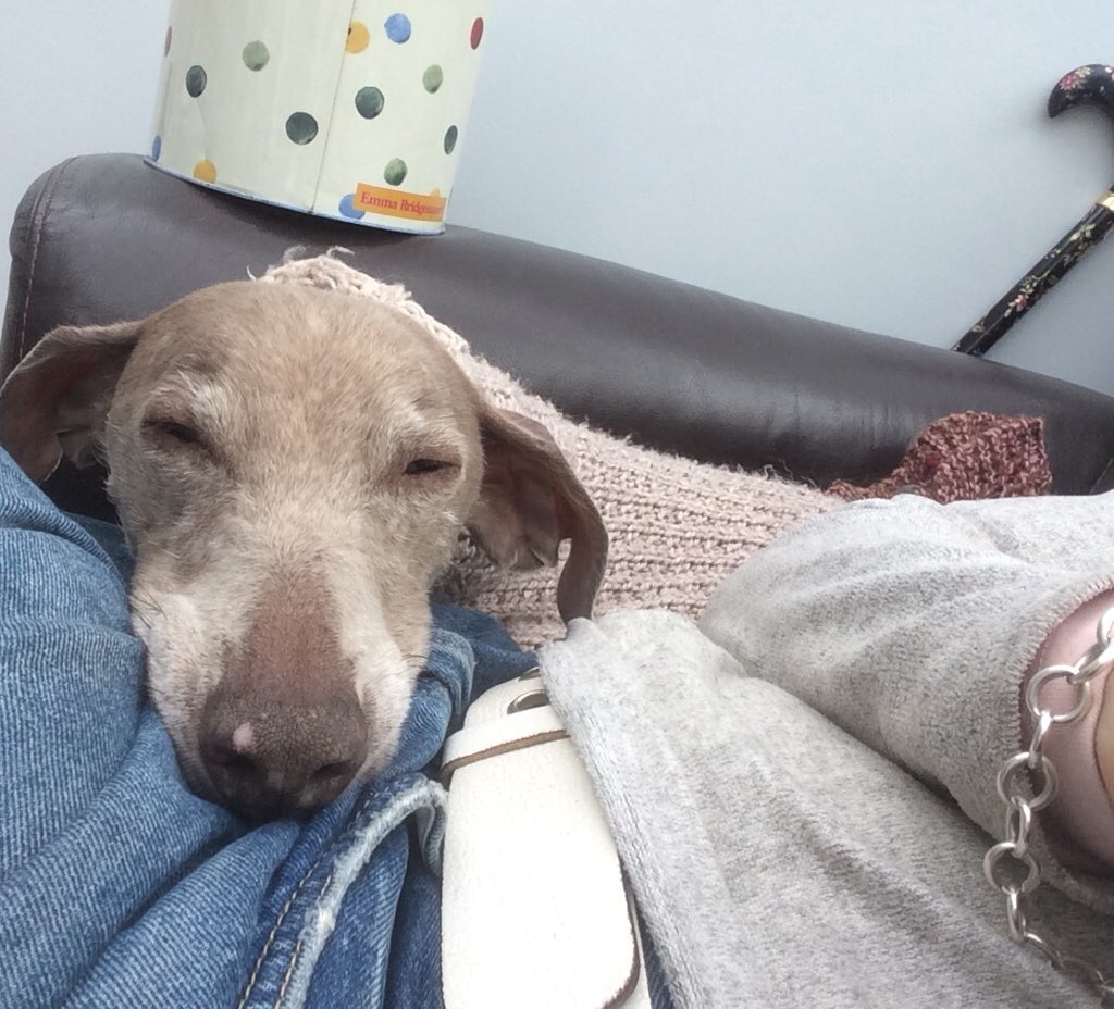 wendybrockes's tweet photo. Sunday chilling #homefortheweekend #doglets https://t.co/g6F4CmC8OO