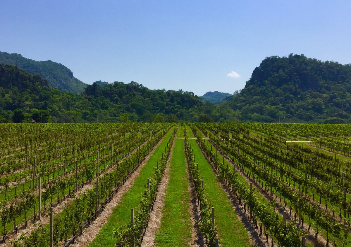 alwaysellen's tweet photo. Loved filming wineries in North Thailand #GranMonte @wineportfolio #PenLaos #WPThai https://t.co/b9vVERWmKV