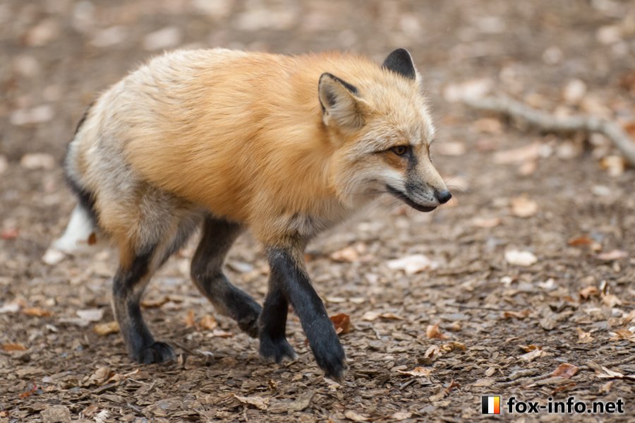 キツネ写真館 キツネ飼養中 忍び足キツネ T Co 2mepqrnzta そろ り