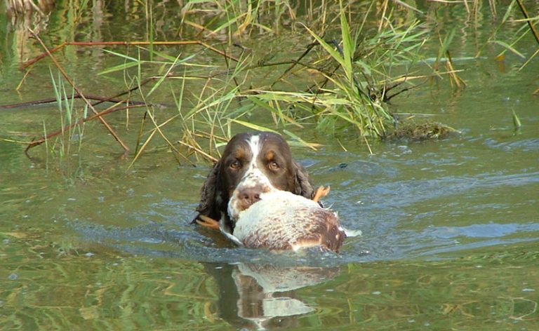 trofeocaza's tweet photo. Hoy, en nuestra sección de perros, el Springer Spaniel Inglés, un perro amistoso, de ánimo alegre y dócil 🐶😉 https://t.co/Cgw0H9b2TK
#PerrosdeCaza  #Perros #SpringerSpanielIngles #RazasdePerros https://t.co/DbUxzxHzm4