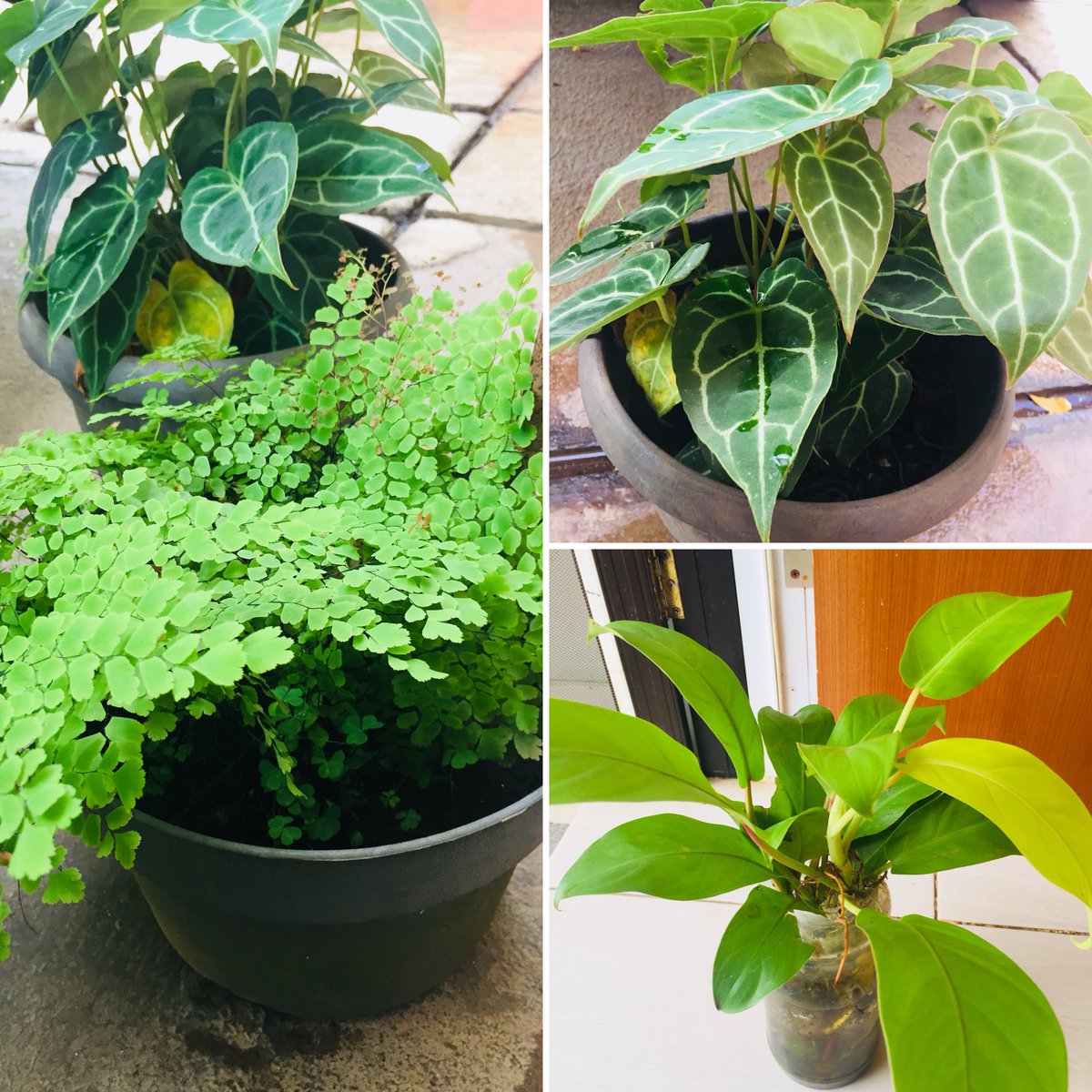 Adik Indrayanti tweet media