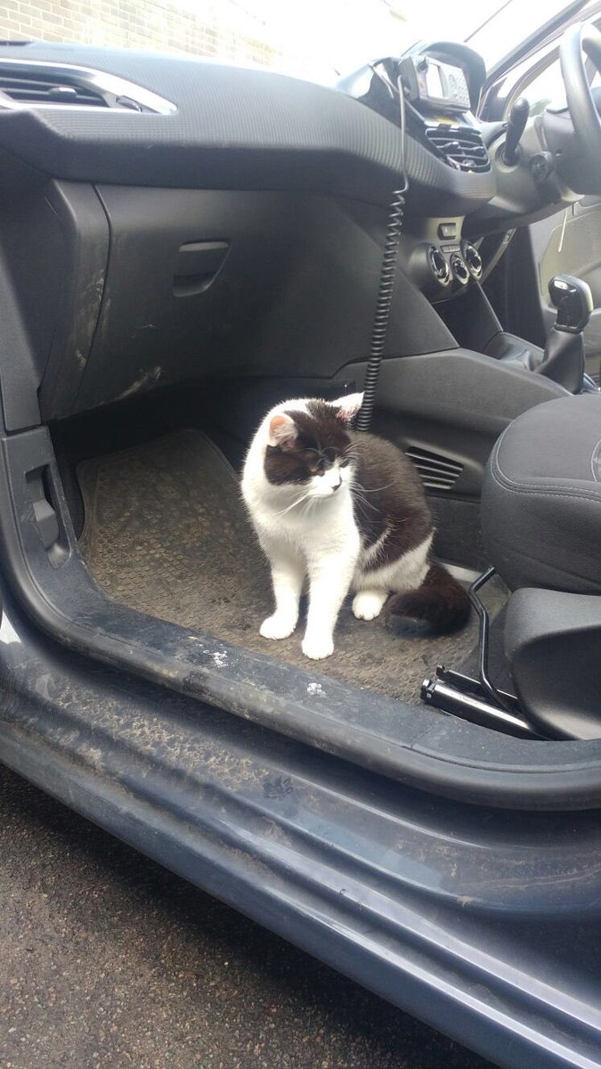 stationmoggy's tweet photo. Sooo I’m feeling MUCH better 😻👌im helping these lot 👮‍♀️👮‍♀️👮‍♀️👮‍♀️check and clean the cars (sort of) 😂😂just making sure they do it right #carcheckday 🚓🚓👮‍♀️👮‍♀️ https://t.co/Emn6Kj2YFE