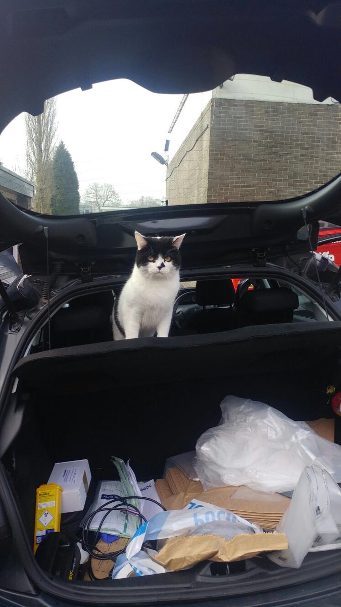 stationmoggy's tweet photo. Sooo I’m feeling MUCH better 😻👌im helping these lot 👮‍♀️👮‍♀️👮‍♀️👮‍♀️check and clean the cars (sort of) 😂😂just making sure they do it right #carcheckday 🚓🚓👮‍♀️👮‍♀️ https://t.co/Emn6Kj2YFE