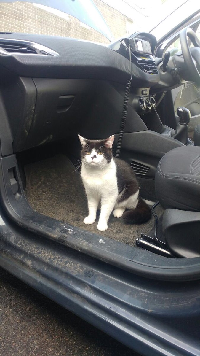 stationmoggy's tweet photo. Sooo I’m feeling MUCH better 😻👌im helping these lot 👮‍♀️👮‍♀️👮‍♀️👮‍♀️check and clean the cars (sort of) 😂😂just making sure they do it right #carcheckday 🚓🚓👮‍♀️👮‍♀️ https://t.co/Emn6Kj2YFE