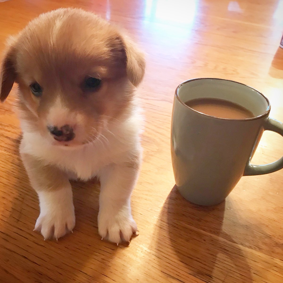 When you start your day with #coffee and a #puppy, it can really only go down from there...🐶☕️🖤