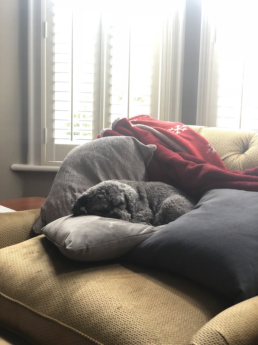 lucyljp's tweet photo. sent this pic of my dog to my mum and she calls me in 0.2 seconds because she’s worried she “looks sad” https://t.co/XIKMsze8Ep