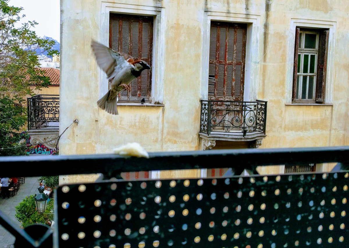 One of these precious and invaluable #Moments when you are enjoying watching Lycabetus and a #sparrow appears out of nowhere, playing with your #pointofview #Athens <a href="/CityofAthens/">This is Athens</a> 🇬🇷 ♥️🇪🇺💚 a place to stroll around and every season of the year!!! Priceless... RT if you agree