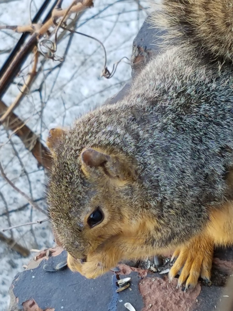 viewfrommyoffic's tweet image. Daily Squirrel x 2 @cakikeith @dwshellby @rona65 @TheGreatTurbana @lindachilders1 @47young1 @SadlyCatless