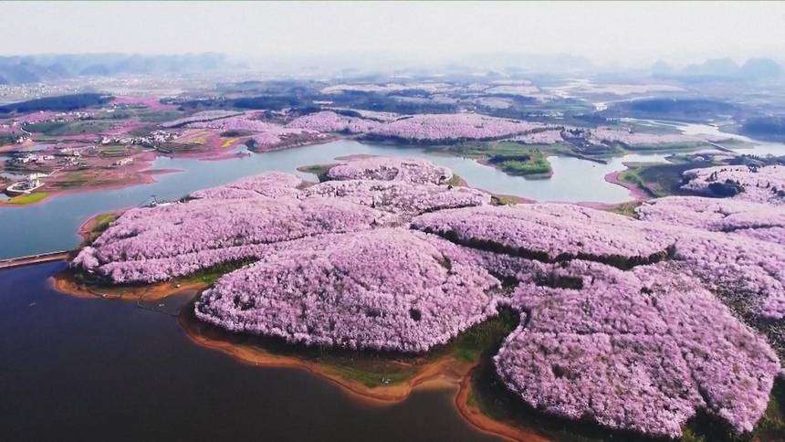 China has flooded by cherry blossoms #china #energy #flower #green b2s.pm/wiTIPy
