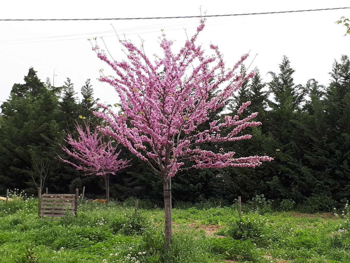 DinaMalgieri's tweet photo. #springiscoming
#spring
#nofilterneededforthisbeauty
#nofilter
#housefarm
#happyday
#nature
#photolandscape
#photonature
#photooftheday https://t.co/Mx6ZYvvaei
