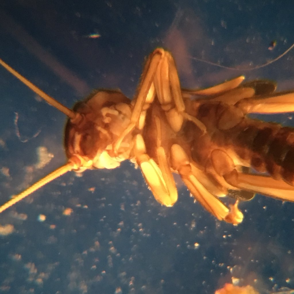 bugsymac1's tweet photo. I know it’s no longer #StoneflySaturday but I’ve been taking a look at some Protonemura spp. Here is a nymph of P. montana. The diagnostic features are the pale tarsi and abdominal segments 1 to 6 completely divided in to tergum and sternum https://t.co/MDYDBgoMap