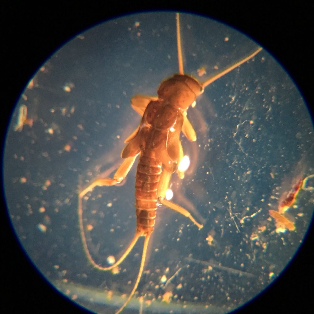 bugsymac1's tweet photo. I know it’s no longer #StoneflySaturday but I’ve been taking a look at some Protonemura spp. Here is a nymph of P. montana. The diagnostic features are the pale tarsi and abdominal segments 1 to 6 completely divided in to tergum and sternum https://t.co/MDYDBgoMap