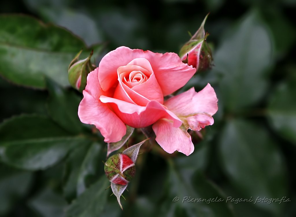 Rosa la pioggia ti rende magica...tulipano nei tuoi occhi ogni pensiero è primavera.#ScrivoArte.