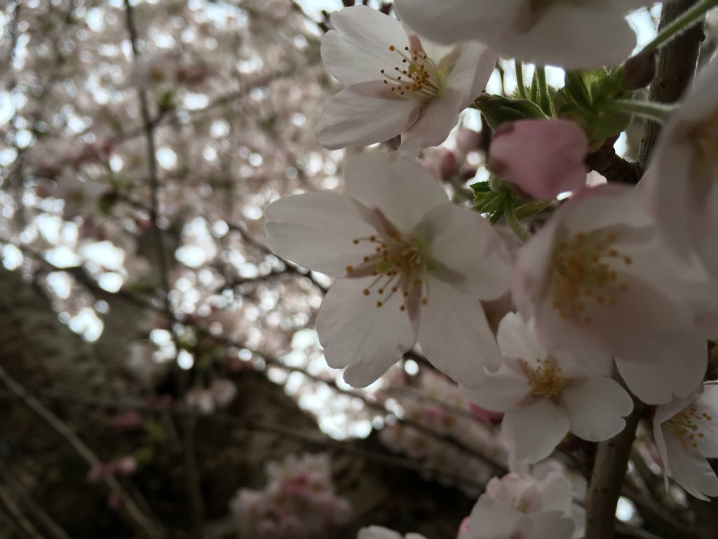 sj_unwin's tweet photo. Rubbish weather, loads of people, great atmosphere and magnificent cherry blossom at Abbeydale Park Rise Party #SaveSheffTrees #TheWorldIsWatching #StandUpForTrees @JoannaCDobson #SaveSheffTrees #TheWorldIsWatching  #NoMoreFelling https://t.co/6bxWDDosln