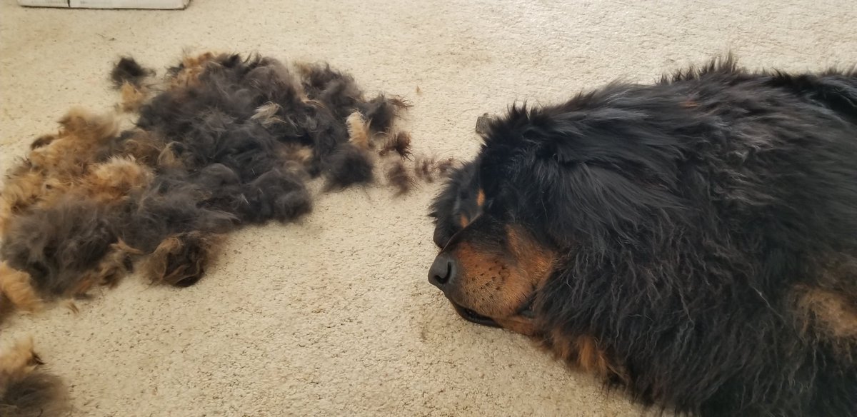 do tibetan mastiffs shed