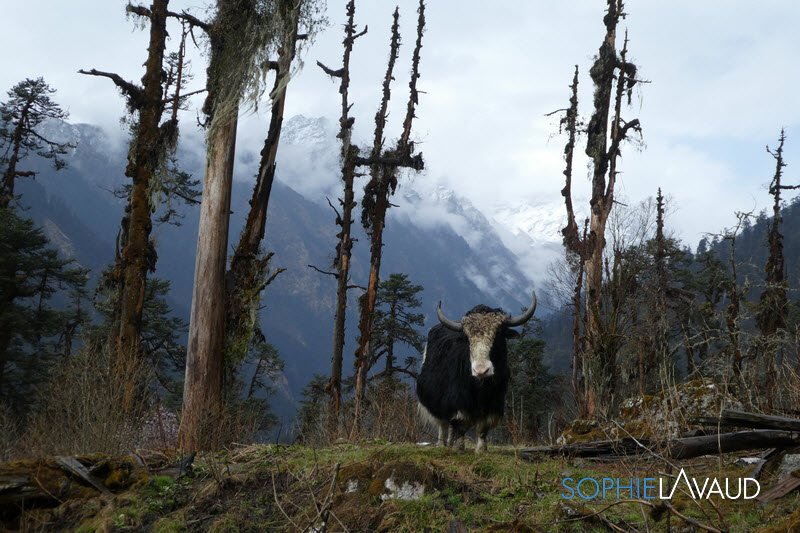 SophieLavaud's tweet photo. Fini le trek d’approche : Keban, Yamphudin, Tortong, puis Cheran, le 14 avril.
Me voilà au camp de base du Kangchenjunga (5’475 m)
Sophie
#Milletriseup #Baechli #Grivel #asporteyewear (Adidas) #tingerlaattoujoursavecmoi https://t.co/4sTe4eJxU5