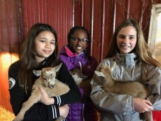 SlowFoodIndy's tweet image. Having a great time @caprinicreamery on the #SFIFarmTour! Next stop @BeckerFarmsIN! 

#visitindiana #eatslow @SlowFoodUSA #slowfoodusa #slowfood #cheese #babygoats