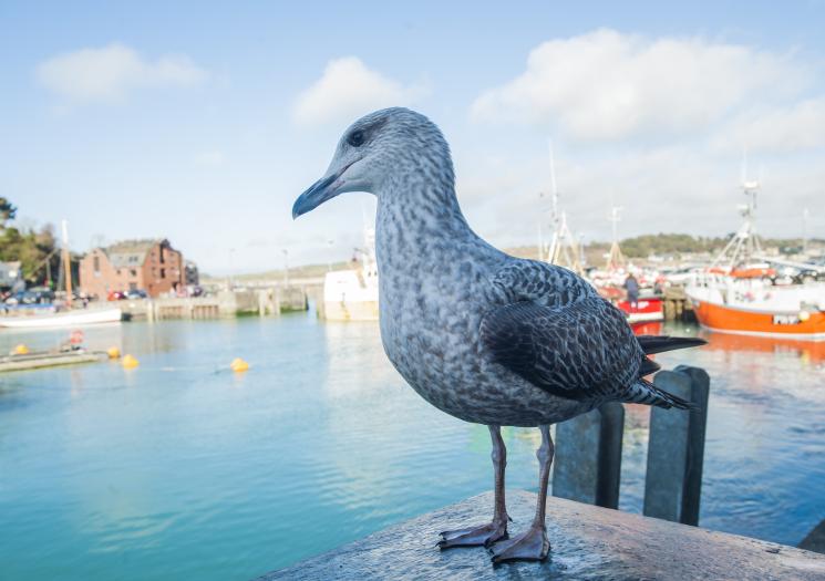 Padstow is a charming working fishing port surrounded by glorious sandy beaches. This foodie destination with popular eateries such as Rick Stein’s Seafood Restaurant, is the start and end point for the Camel Cycle Trail and a good base for watersports. 
visitcornwall.com/padstow