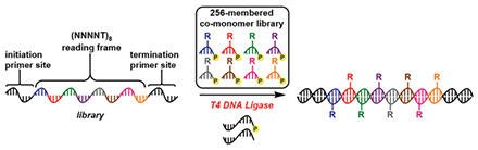 thiemechemistry's tweet image. SYNLETT #EditorialChoice: @HiliLab explains you how to build up a functional bridge between nucleic acid polymers and proteins via LOOPER 💡 fal.cn/4MNA
 @yorkuniversity @ugachemistry #molecularevolution