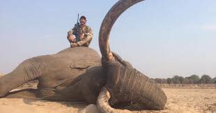 BellaLack's tweet photo. There were only 30 of these ‘big tuskers’ left in the ENTIRE world last month.

Now there are 29.

This big Tusker was murdered by a #Trophyhunter in Zimbabwe.

If that was the human race, he would have just killed 3.3% of the population-over 250 million people

#BanTrophyHunting https://t.co/kiIRb5foiV