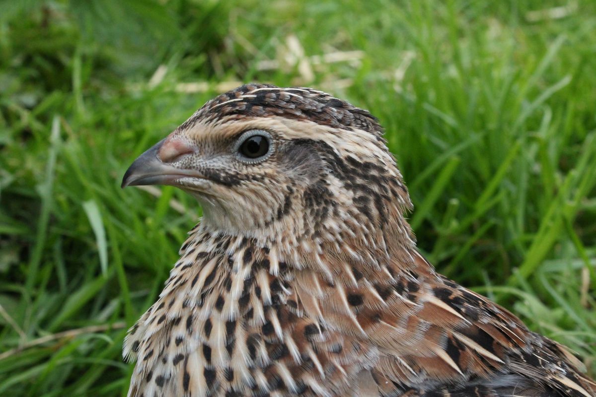 MantelFarm's tweet photo. Our lovely little quail will be available soon.  These birds make great pets, are easy to care for and lay an amazing amount of tasty little eggs.  Available in May, you can reserve yours now. https://t.co/pqVnPHHDkN https://t.co/XtuWWMjMK3